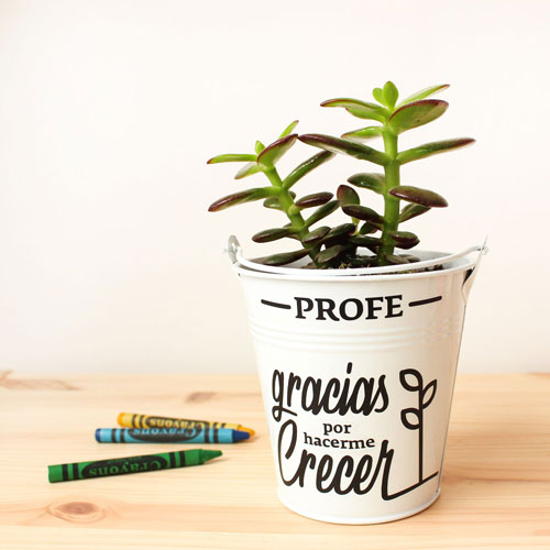 Planta de regalo para maestros y profesores