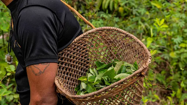 Cosechando las hojas para el mate de coca